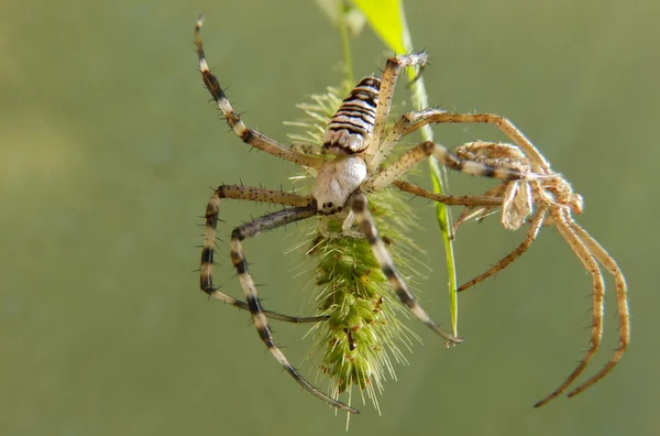 Une nouvelle araignée — Photo