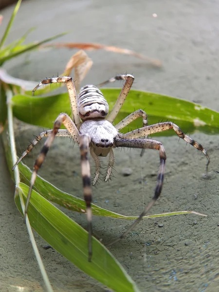 ストライプ ビッグスパイダー — ストック写真