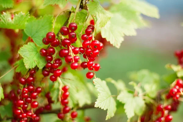 bahçede büyüyen organik somun Şubesi