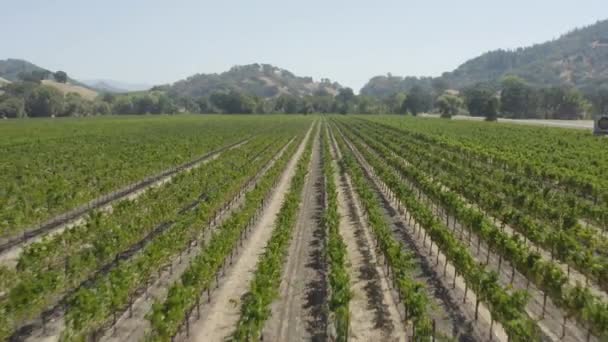 Luchtfoto Drone Uitzicht Wijnstokken Struiken Een Wijnmakerij Napa Valley California — Stockvideo