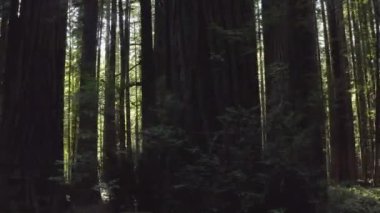 Kaliforniya ormanlarındaki ağaçların panoramik manzarasını süpürüyor