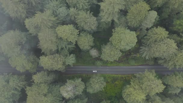 Vista Aérea Drones Grandes Secuelas Parque Nacional Redwood California — Vídeo de stock