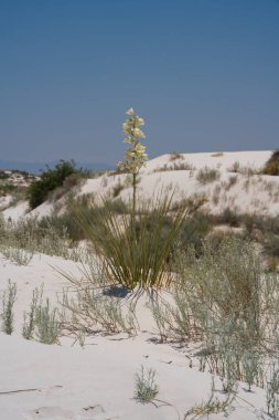 New Mexico 'nun beyaz kumları çölünde açan çiçekler.