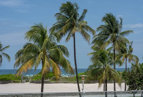 Group Beautiful Palm Trees Ocean Drive South Beach Florida — Foto de Stock