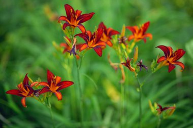 Kırmızı zambak çiçeklerine yakın çekim. Bulanık arkaplan.