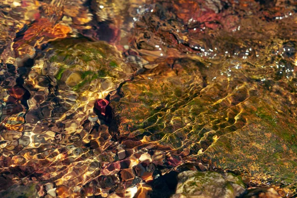 Κοντινό Πλάνο Του Βυθού Ενός Ρηχού Ρυακιού Πέτρες Ορμητικά Νερά — Φωτογραφία Αρχείου