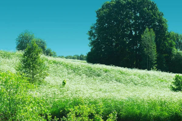 Літній Пейзаж Луг Квітучими Білими Підсилювачами Деревами Відстані — стокове фото