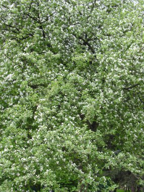 Çiçek açan elma ağacı