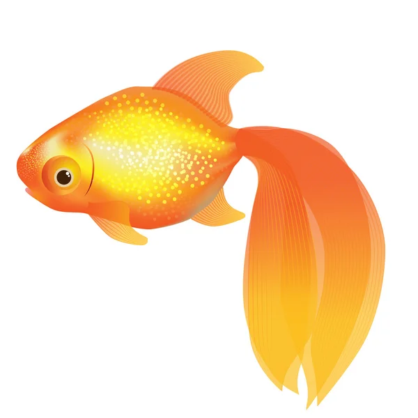 Złota rybka Ilustracje Stockowe bez tantiem