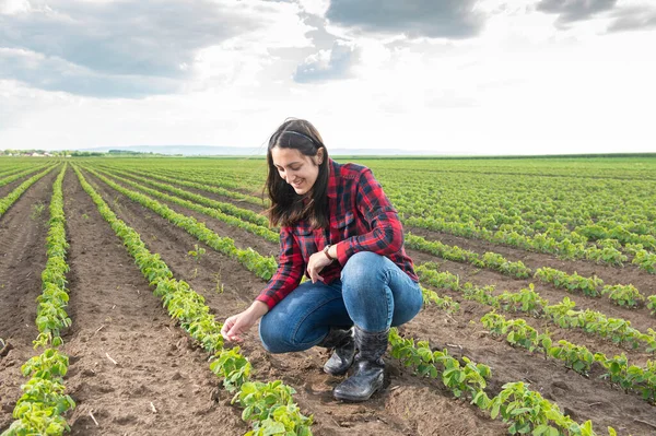 Seorang Petani Wanita Muda Ladang Kedelai Musim Semi — Stok Foto