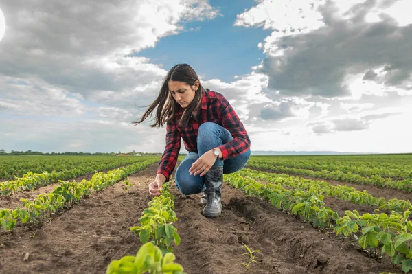Seorang Petani Wanita Muda Ladang Kedelai Musim Semi — Stok Foto