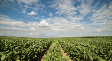Bahar mevsiminde olgunlaşan soya fasulyesi tarlası, tarım arazisi. Soya tarlası..