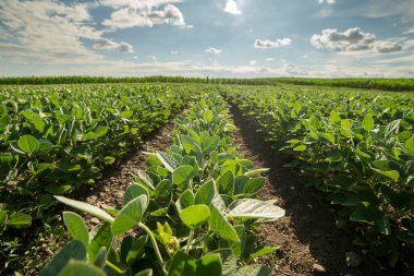 Bahar mevsiminde olgunlaşan soya fasulyesi tarlası, tarım arazisi. Soya tarlası..