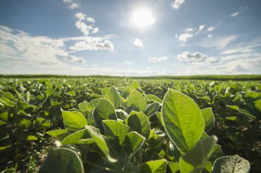 Bahar mevsiminde olgunlaşan soya fasulyesi tarlası, tarım arazisi. Soya tarlası..