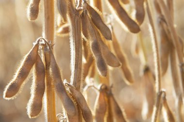 Yakından soya fasulyesi tarlasında olgunlaşmış fasulye.