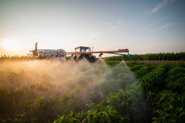 Traktör yazın sebze tarlasına böcek ilacı püskürtüyor.