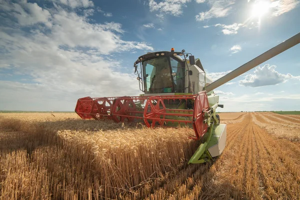 Урожай Комбайна Стиглої Пшениці Фермі — стокове фото