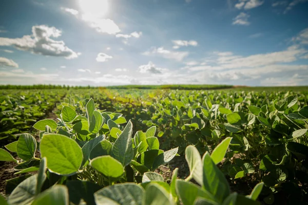 Bahar mevsiminde olgunlaşan soya fasulyesi tarlası, tarım arazisi. Soya tarlası..