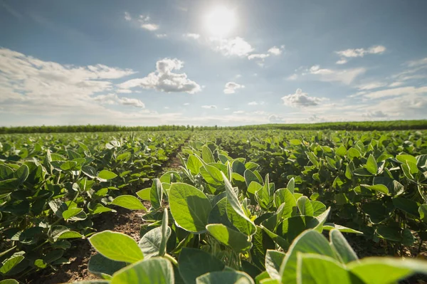 Campo Soja Amadurecendo Primavera Paisagem Agrícola Plantação Soja — Fotografia de Stock