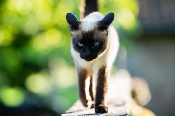 Сиамская Кошка Идет Вдоль Стены Двора — стоковое фото