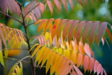 Güzel sonbahar yeşilliklerine yakın plan Rhus tifinası, staghorn sumac 