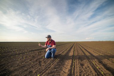 Genç bir çiftçi baharda ekilen mısırları inceliyor.