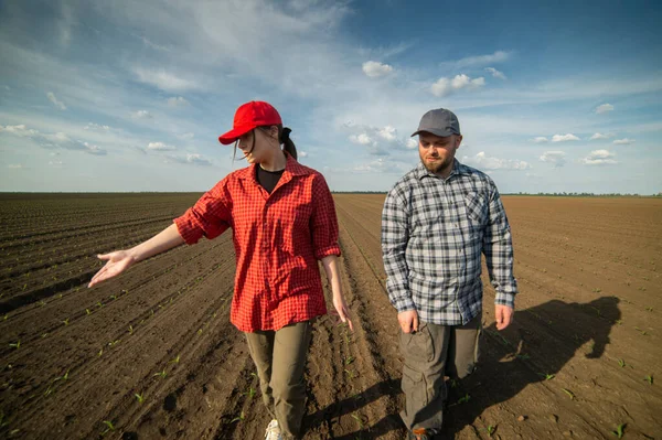 Wiosną Młodzi Rolnicy Badający Sadzonkę Kukurydzy — Zdjęcie stockowe