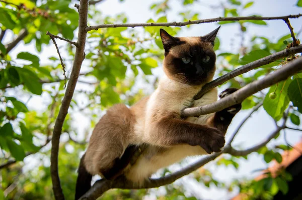 Siamese Cat Blue Eyes Climbs Tree — Zdjęcie stockowe