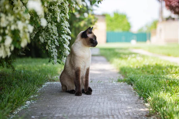 Cute Siamese Cat Sitting Sunny Garden Pet Relaxing Outdoor — Stock fotografie