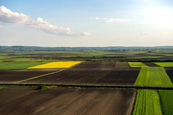 Striped Arable Land Green Grain Yellow Canola Spring View Air — Stock Photo, Image