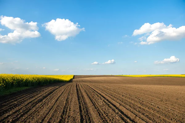 Yellow Rapeseed Field Sunset Sunlight Illuminates Yellow Canola Agricultural Field — Stock Photo, Image