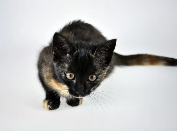 küçük kedi