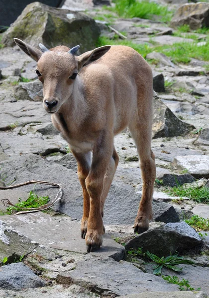 küçük chamois