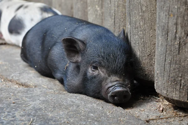 küçük pigglet