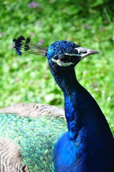 Pavo real en el jardín — Foto de Stock