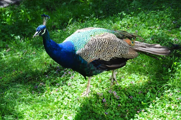 Pavo real en el jardín — Foto de Stock