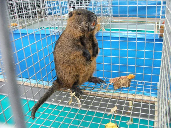 Nutria marrón — Foto de Stock