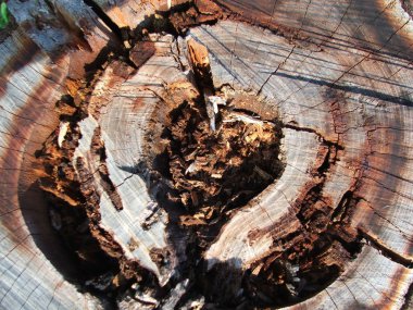 Yaşlı bir ağacın gövdesi.