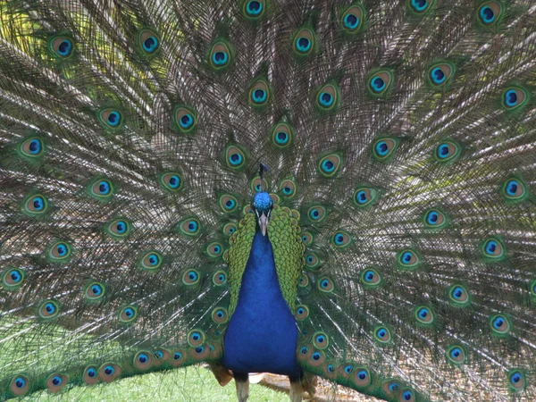 Hermoso pavo real — Foto de Stock