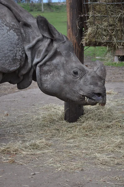 Large gray rhino — Stock Photo, Image