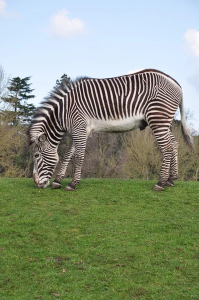 Zebra yeşil çimenlerin üzerinde