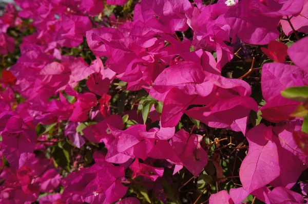 Bougainvillaea — Stock Photo, Image