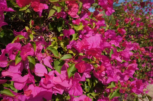 Bougainvillaea — Fotografia de Stock