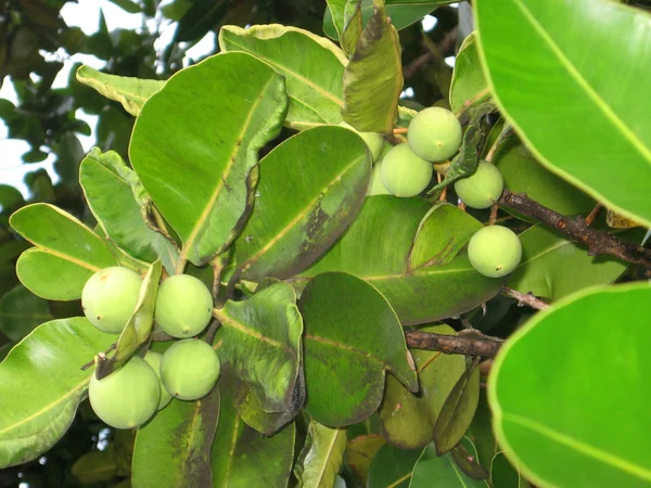 Такамака Фрукты, Calophyllum inophyllum — стоковое фото