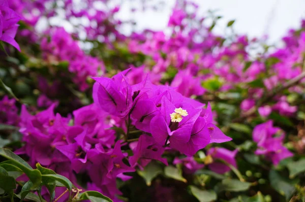 Lila bougainvillaea — Stockfoto