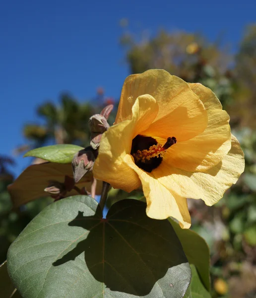 Gul hibiskus — Stockfoto