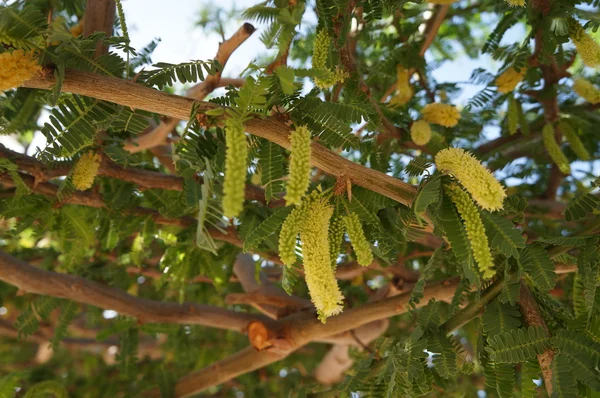 Fiore di acacia — Foto Stock