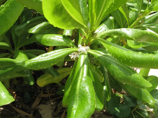 Afrikansk blomma — Stockfoto