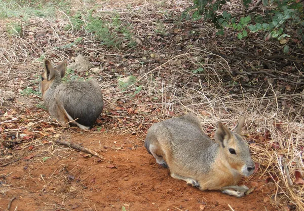 iki küçük geyikler