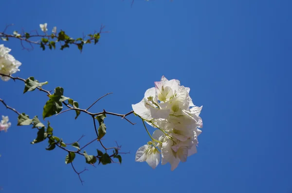 Bougainvillea biały kwiat — Zdjęcie stockowe